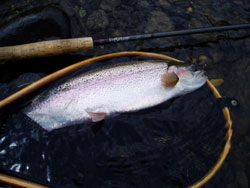 Rainbow trout caught in Bingham, Maine.